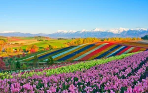北海道｜美瑛・富良野